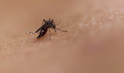 il-repellente-piu-efficace-contro-le-punture-delle-zanzare