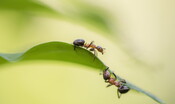 come-insaporire-i-propri-piatti?-con-le-formiche 